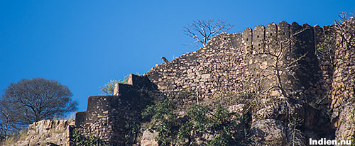 Ranthambore fort med leopard på muren