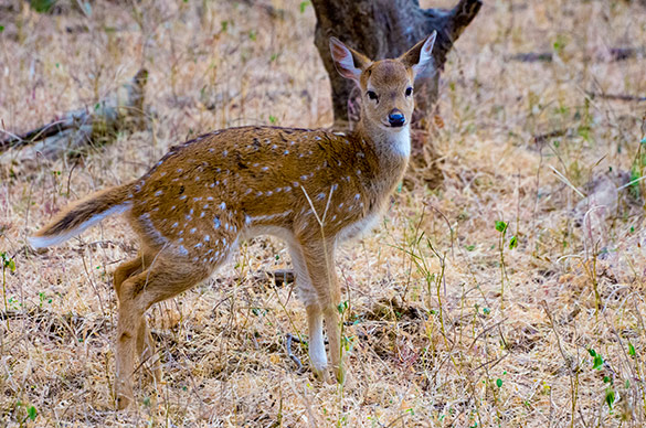 Spotted deer / Axishjort i Indien