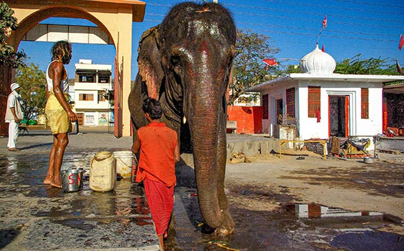 Tempelelefant i Indien
