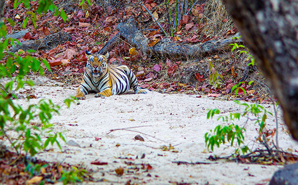 Tiger i Bandhavgarh National Park
