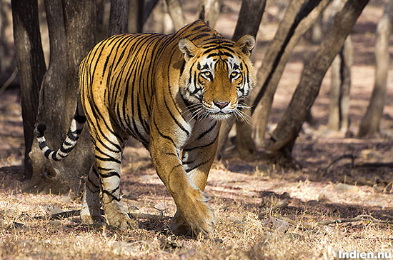 Tiger i Ranthambore