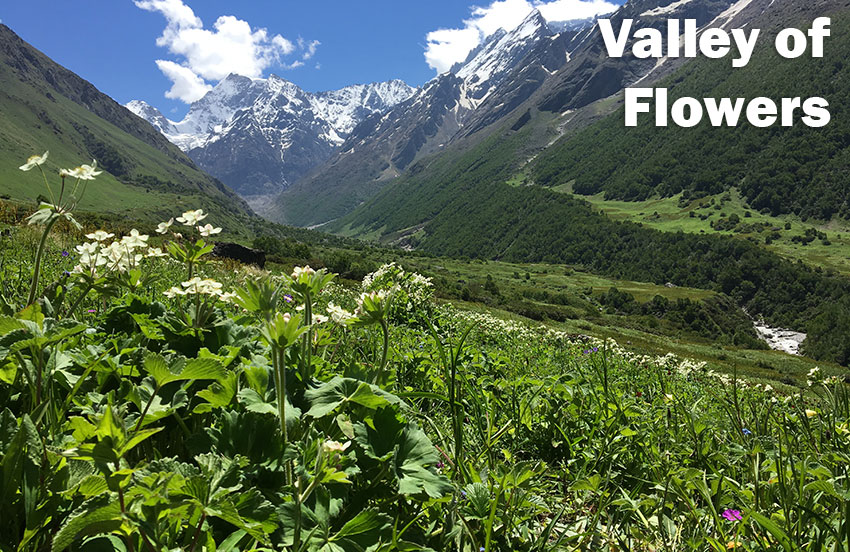 Valley of Flowers Nationalpark
