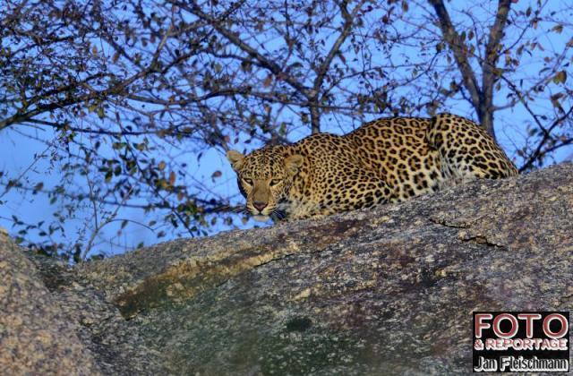7259 leopard in Rajasthan JF.jpg