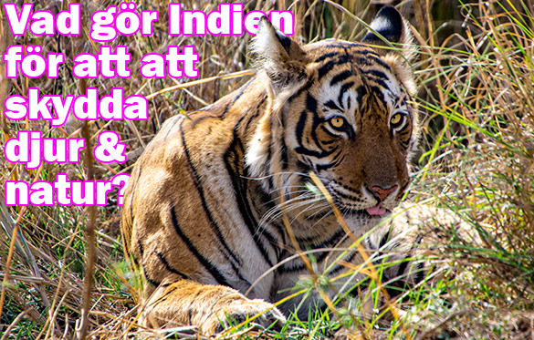 Vad gör den indiska regeringen för att skydda landets vilda djur och natur?