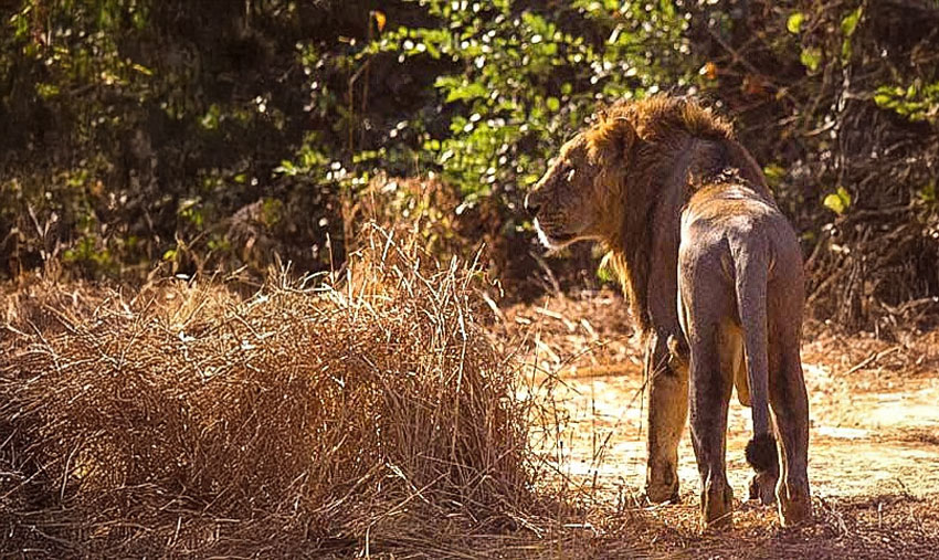 Asiatiskt lejon i Gir