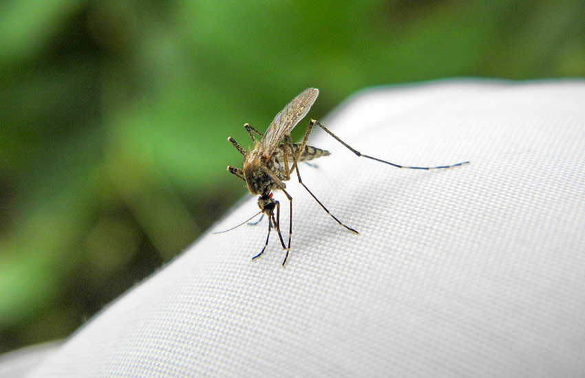 Behandla dina kläder mot myggor