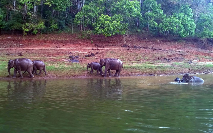 Vilda indiska elefanter i Periyar, Kerala