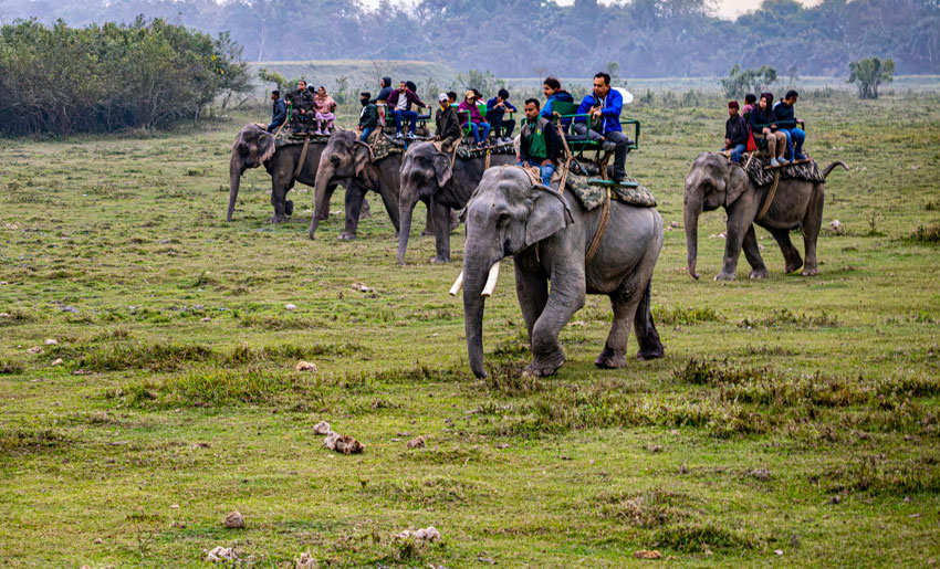 Elefantsafari i Kaziranga