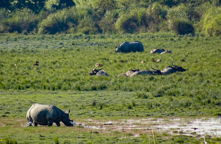 Djurliv i Kaziranga