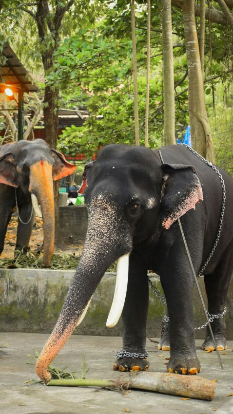 Fastkedjad ung elefant under träning