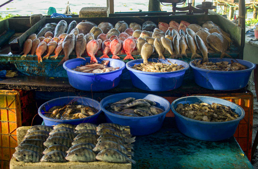Färsk fisk vid kinesiska fiskenäten i Kochi