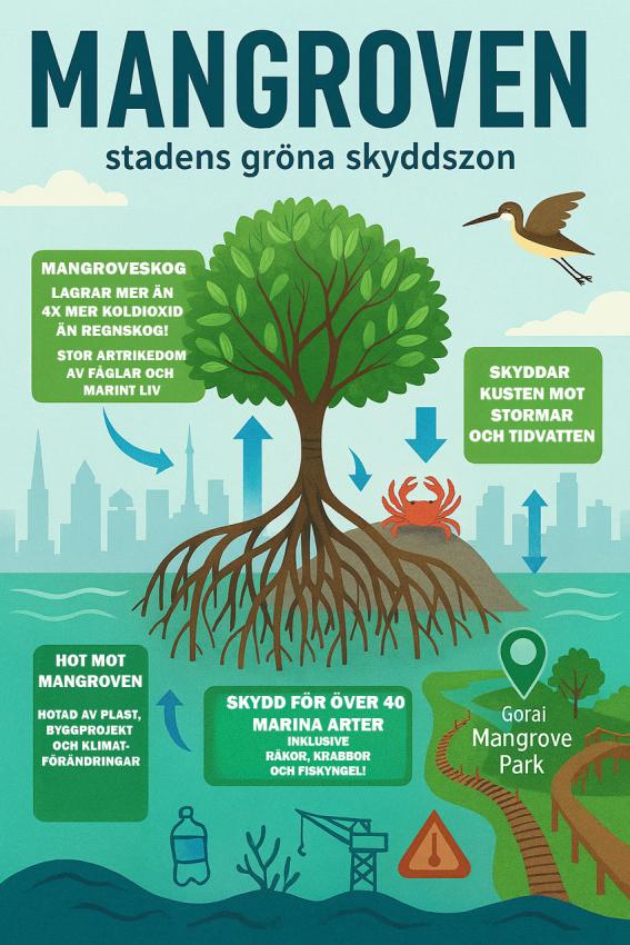Mangroveskogen infografik