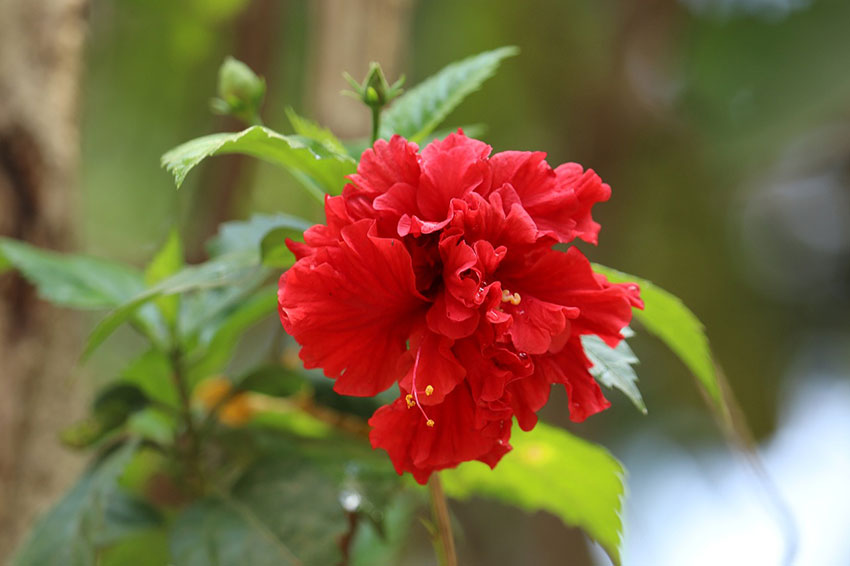 Monsunregnet som faller över Keralas grönska, en tid då naturen bidrar till djupgående läkning.