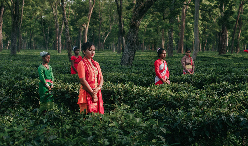 Teplockerskor i Assam