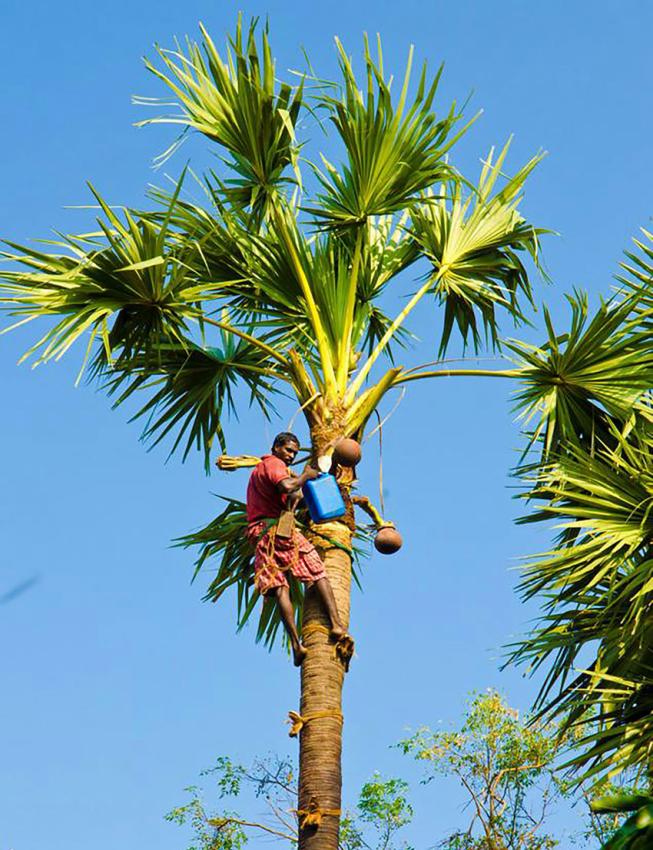 Produktion av kokostoddy