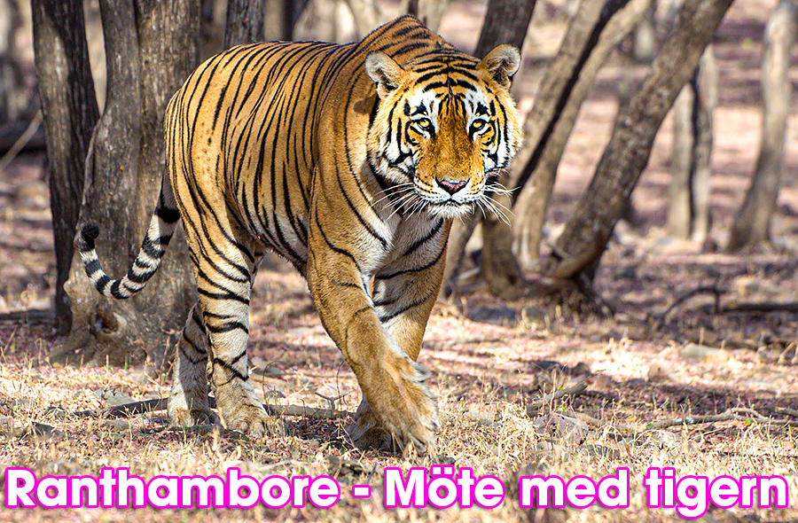Tigern - Kung över djungeln i Ranthambore