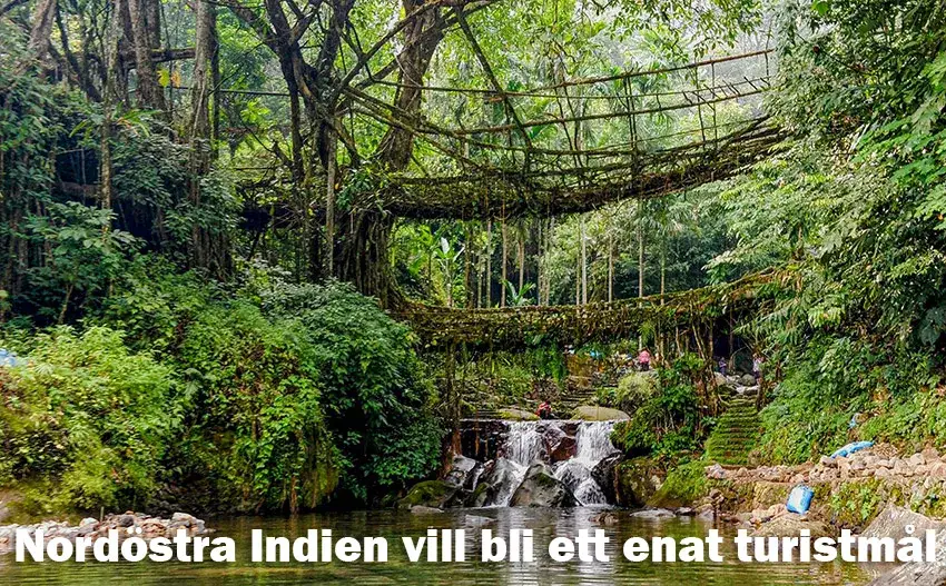 Levande broarna i Assam