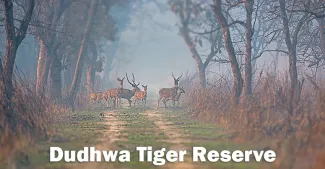 Dudhwa Tiger Reserve (Dudwa National Park)