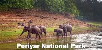 Elefanter i Periyar National Park