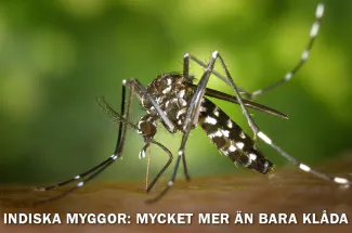 Hur du skyddar dig mot dengue- och malarispridande mygg i Indien