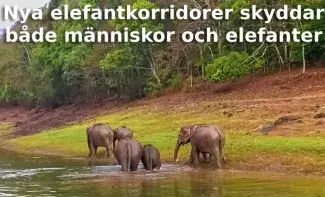 Nya elefantkorridorer skyddar både människor och elefanter