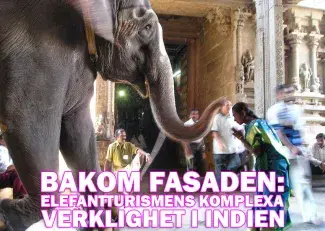 Bakom fasaden: Elefantturismens komplexa verklighet i Indien