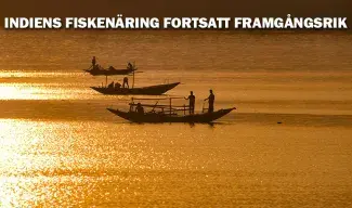 Indiens Fisk- och Skaldjursindustri fortsatt framgångsrik