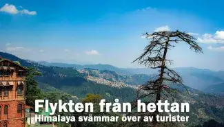 Flykten från hettan – Himalaya svämmar över av turister