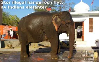 Stor illegal handel och flytt av Indiens elefanter