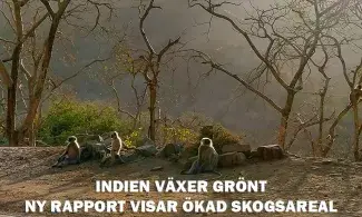 Indien växer grönt – ny rapport visar ökad skogsareal
