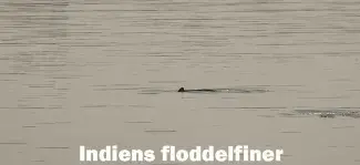 Indiens floddelfiner: En kamp för överlevnad i Indiens heliga floder