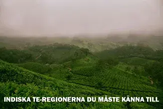 Indiska te-regionerna du måste känna till