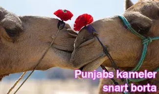 Kameler