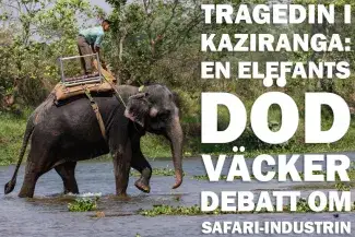 Tragedin i Kaziranga: En elefants död väcker debatt om safari-industrin