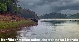 Konflikter mellan människa och natur i Kerala