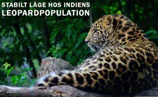 Leopardens status i Indien: Stabil trots utmaningar