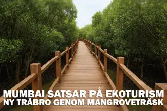 Ny träbro genom mangroveträsk – Mumbai satsar på ekoturism