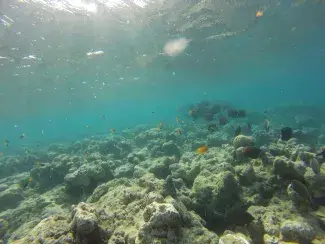 Andamanerna 2015/2016