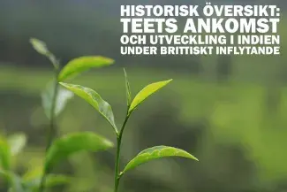 Historisk översikt: Teets ankomst och utveckling i Indien under brittiskt inflytande