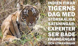Bengalisk tiger i Indien som ligger och vilar i det höga gräset