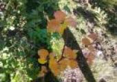Profile picture for user ulse
