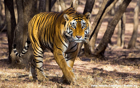 Tiger i Indien