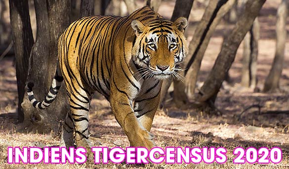 Indiens tigrar: Census 2020