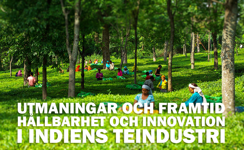 Utmaningar och framtid: Hållbarhet och innovation i Indiens teindustri
